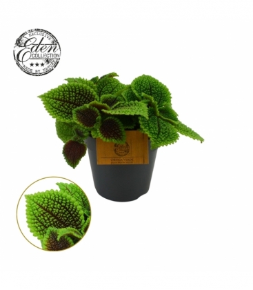 Pilea