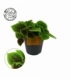 Pilea