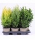 conifers