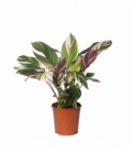 Ctenanthe