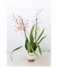 Oncidium