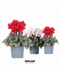 Cyclamen