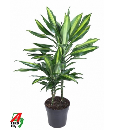 Dracaena