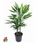 Dracaena