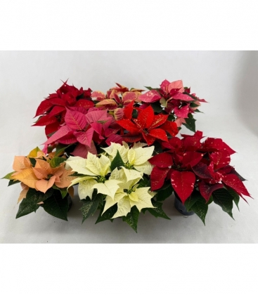 Poinsettia