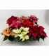 Poinsettia