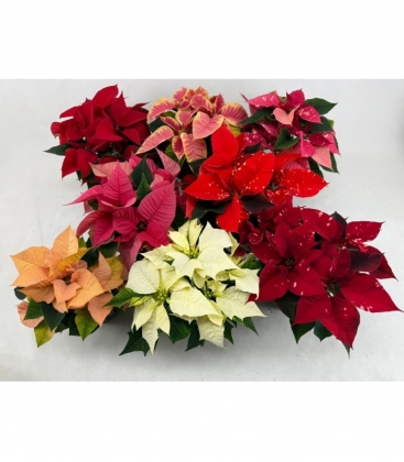 Poinsettia