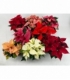 Poinsettia