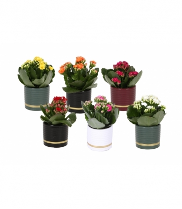 Kalanchoe