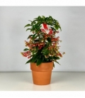 Ardisia
