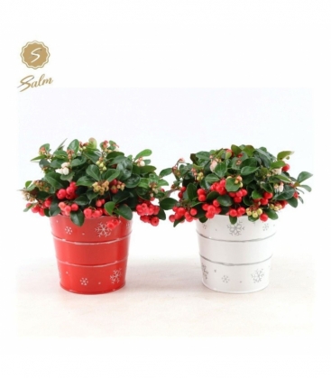 Gaultheria
