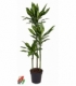 Dracaena