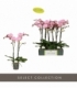 Phalaenopsis