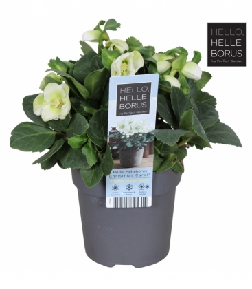 Helleborus