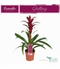 Guzmania
