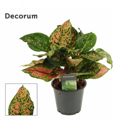 Aglaonema