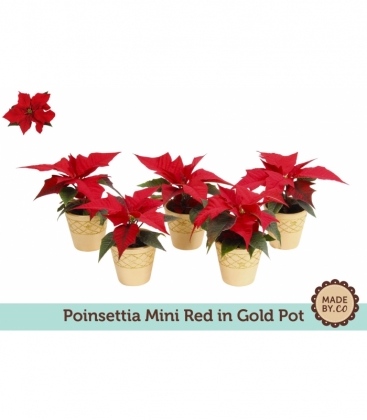 Poinsettia