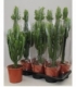 Euphorbia