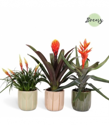 Bromelia