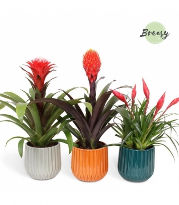Bromelia