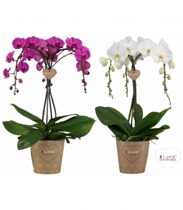 Phalaenopsis