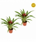 Guzmania