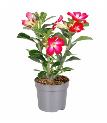 Adenium