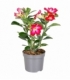 Adenium