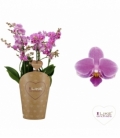 Phalaenopsis