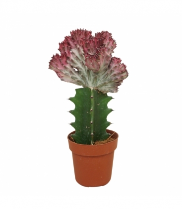 Euphorbia