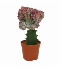 Euphorbia