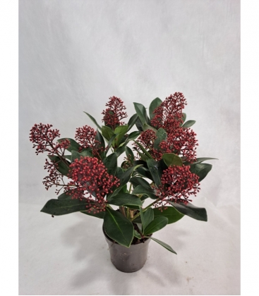 Skimmia