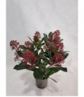 Skimmia