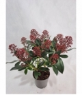 Skimmia