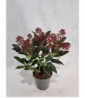 Skimmia
