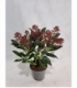Skimmia