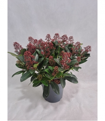 Skimmia