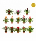 Bromelia
