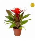Guzmania
