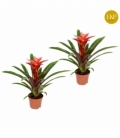 Guzmania