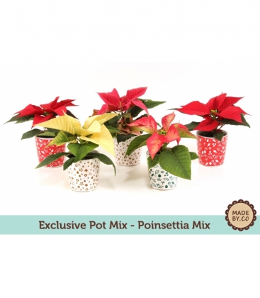 Poinsettia
