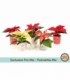 Poinsettia