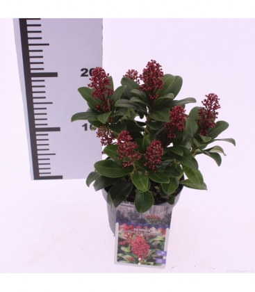 Skimmia