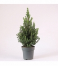 Picea