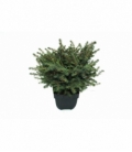 Picea