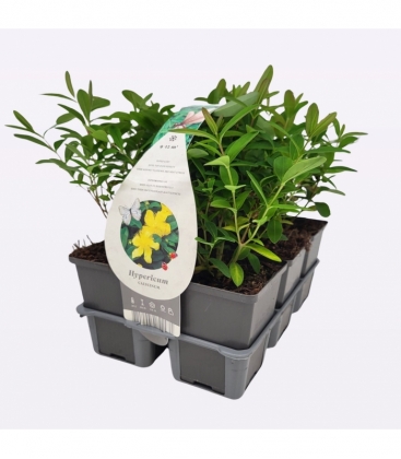 Hypericum