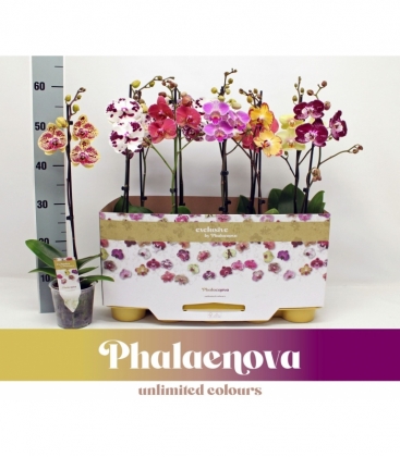 Phalaenopsis
