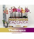 Phalaenopsis