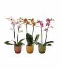 Phalaenopsis
