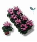 Cyclamen